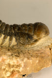 30729 - Top Beautiful 3.01 Inch Crotalocephalina (Crotalocephalus) gibbus Lower Devonian Trilobite