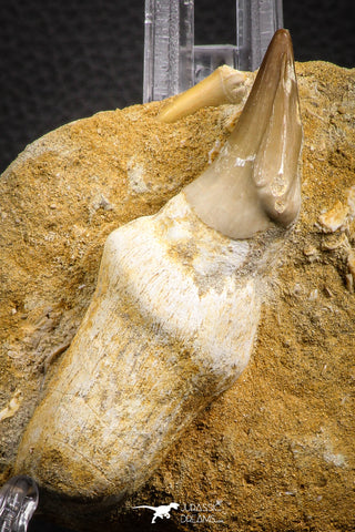 07781 - Top Rare 3.15 Inch Mosasaur (Eremiasaurus heterodontus) Rooted Tooth Pathologically Deformed