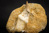 07781 - Top Rare 3.15 Inch Mosasaur (Eremiasaurus heterodontus) Rooted Tooth Pathologically Deformed