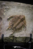 20565 - Top Rare 1.51 Inch Foulonia sp Lower Ordovician Trilobite Fezouata Formation