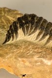 30729 - Top Beautiful 3.01 Inch Crotalocephalina (Crotalocephalus) gibbus Lower Devonian Trilobite