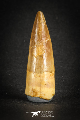 88110 - Top Quality 1.92 Inch Spinosaurus Dinosaur Tooth Cretaceous