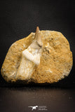07781 - Top Rare 3.15 Inch Mosasaur (Eremiasaurus heterodontus) Rooted Tooth Pathologically Deformed