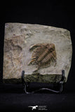 20565 - Top Rare 1.51 Inch Foulonia sp Lower Ordovician Trilobite Fezouata Formation