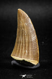 04982 - Top Rare 1.77 Inch Huge Tylosaurus sp (Mosasaur) Tooth Late Cretaceous