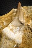07781 - Top Rare 3.15 Inch Mosasaur (Eremiasaurus heterodontus) Rooted Tooth Pathologically Deformed