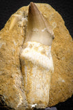 07781 - Top Rare 3.15 Inch Mosasaur (Eremiasaurus heterodontus) Rooted Tooth Pathologically Deformed