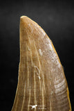 04982 - Top Rare 1.77 Inch Huge Tylosaurus sp (Mosasaur) Tooth Late Cretaceous
