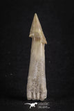 88111 - Top Quality 2.14 Inch Rooted Schizorhiza Rostral Barb