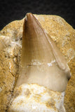 07781 - Top Rare 3.15 Inch Mosasaur (Eremiasaurus heterodontus) Rooted Tooth Pathologically Deformed