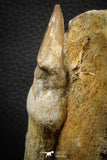 07781 - Top Rare 3.15 Inch Mosasaur (Eremiasaurus heterodontus) Rooted Tooth Pathologically Deformed