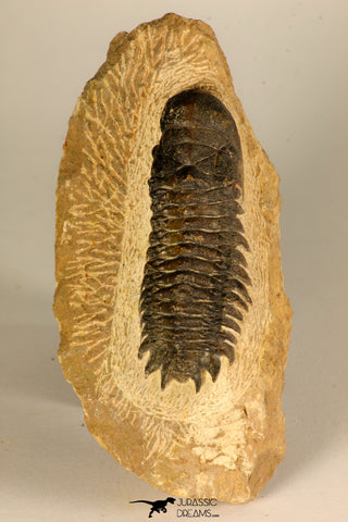 30730 - Well Prepared 2.65 Inch Crotalocephalina (Crotalocephalus) gibbus Lower Devonian Trilobite