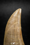 04983 - Top Rare 1.58 Inch Huge Tylosaurus sp (Mosasaur) Tooth Late Cretaceous