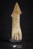 88112 - Top Quality 1.79 Inch Rooted Schizorhiza Rostral Barb