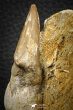 07781 - Top Rare 3.15 Inch Mosasaur (Eremiasaurus heterodontus) Rooted Tooth Pathologically Deformed