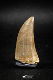 04983 - Top Rare 1.58 Inch Huge Tylosaurus sp (Mosasaur) Tooth Late Cretaceous