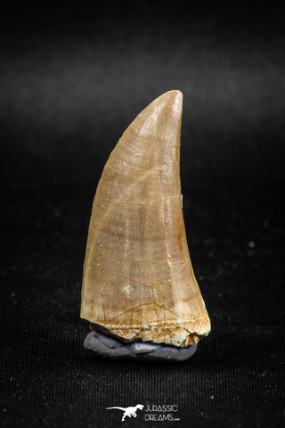 04983 - Top Rare 1.58 Inch Huge Tylosaurus sp (Mosasaur) Tooth Late Cretaceous