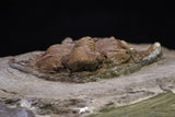20565 - Top Rare 1.51 Inch Foulonia sp Lower Ordovician Trilobite Fezouata Formation