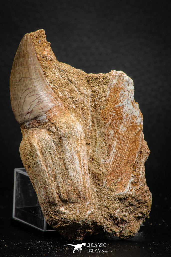 07782 - Top Huge Rooted 3.26 Inch Mosasaur (Prognathodon anceps) Tooth in Matrix