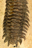 30730 - Well Prepared 2.65 Inch Crotalocephalina (Crotalocephalus) gibbus Lower Devonian Trilobite