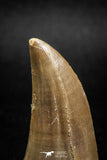 04983 - Top Rare 1.58 Inch Huge Tylosaurus sp (Mosasaur) Tooth Late Cretaceous