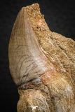 07782 - Top Huge Rooted 3.26 Inch Mosasaur (Prognathodon anceps) Tooth in Matrix