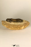 30730 - Well Prepared 2.65 Inch Crotalocephalina (Crotalocephalus) gibbus Lower Devonian Trilobite