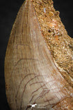 07782 - Top Huge Rooted 3.26 Inch Mosasaur (Prognathodon anceps) Tooth in Matrix