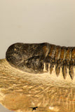30730 - Well Prepared 2.65 Inch Crotalocephalina (Crotalocephalus) gibbus Lower Devonian Trilobite
