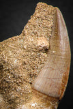 07782 - Top Huge Rooted 3.26 Inch Mosasaur (Prognathodon anceps) Tooth in Matrix