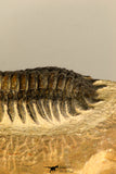 30730 - Well Prepared 2.65 Inch Crotalocephalina (Crotalocephalus) gibbus Lower Devonian Trilobite