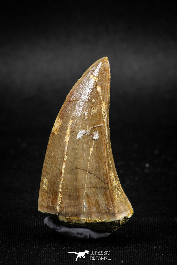 04984 - Top Rare 1.74 Inch Huge Mosasaurus hoffmanni Tooth Late Cretaceous