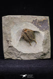 20566 - Top Rare 1.12 Inch Foulonia sp Lower Ordovician Trilobite Fezouata Formation