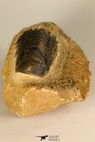 30730 - Well Prepared 2.65 Inch Crotalocephalina (Crotalocephalus) gibbus Lower Devonian Trilobite