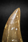 04984 - Top Rare 1.74 Inch Huge Mosasaurus hoffmanni Tooth Late Cretaceous