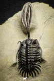 22030 - Museum Grade Trident 3.23 Inch Walliserops trifurcatus Middle Devonian Trilobite