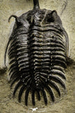 22030 - Museum Grade Trident 3.23 Inch Walliserops trifurcatus Middle Devonian Trilobite