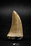 04984 - Top Rare 1.74 Inch Huge Mosasaurus hoffmanni Tooth Late Cretaceous