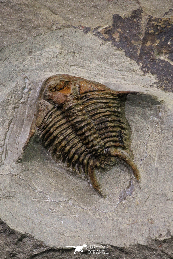 20566 - Top Rare 1.12 Inch Foulonia sp Lower Ordovician Trilobite Fezouata Formation