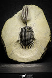 22030 - Museum Grade Trident 3.23 Inch Walliserops trifurcatus Middle Devonian Trilobite