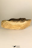 30730 - Well Prepared 2.65 Inch Crotalocephalina (Crotalocephalus) gibbus Lower Devonian Trilobite