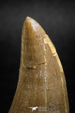 04984 - Top Rare 1.74 Inch Huge Mosasaurus hoffmanni Tooth Late Cretaceous