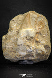 07783 - Beautiful 1.80 Inch Platecarpus ptychodon (Mosasaur) Rooted Tooth in Matrix