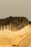 30730 - Well Prepared 2.65 Inch Crotalocephalina (Crotalocephalus) gibbus Lower Devonian Trilobite