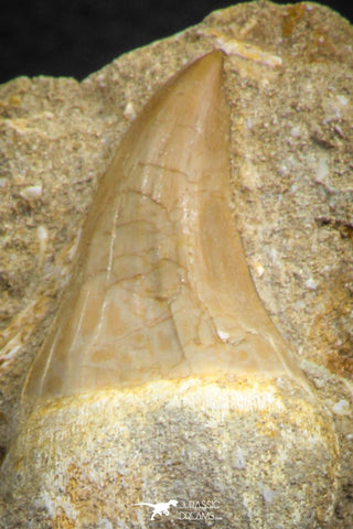 07783 - Beautiful 1.80 Inch Platecarpus ptychodon (Mosasaur) Rooted Tooth in Matrix