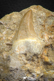 07783 - Beautiful 1.80 Inch Platecarpus ptychodon (Mosasaur) Rooted Tooth in Matrix