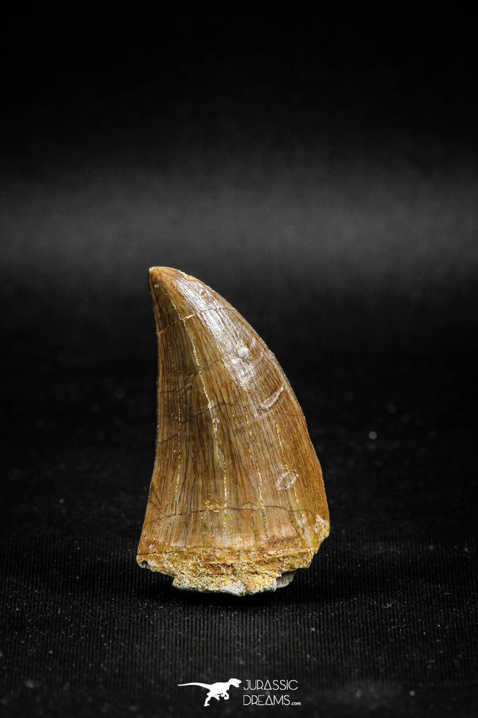 04985 - Nicely Preserved 1.63 Inch Mosasaur (Prognathodon anceps) Tooth