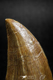04985 - Nicely Preserved 1.63 Inch Mosasaur (Prognathodon anceps) Tooth