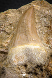 07783 - Beautiful 1.80 Inch Platecarpus ptychodon (Mosasaur) Rooted Tooth in Matrix