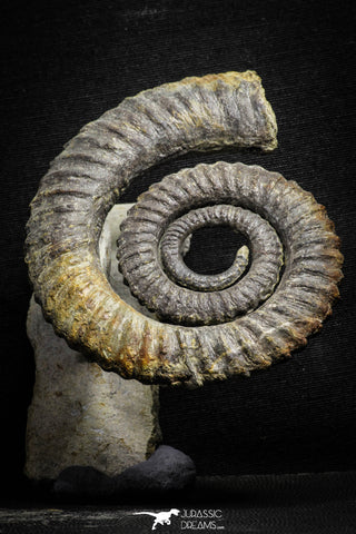 22031 - Premium Grade 4.03 Inch Anetoceras sp Devonian Ammonite "Free Standing Preparation"